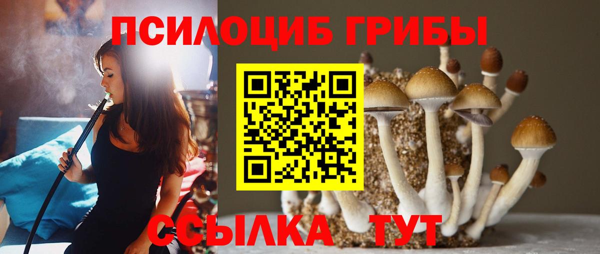 Псилоцибиновые грибы прущие грибы Вышний Волочёк